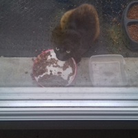 photo de livraison pour Pour l'Amour des Chats