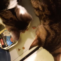 photo de livraison pour Pour l'Amour des Chats