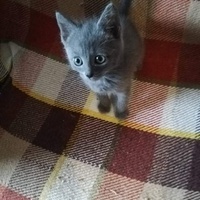 photo de livraison pour Les Pattes de l'Espoir 