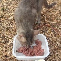 photo de livraison pour Les Chats-Pitresdelavi-Ste