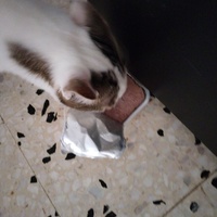 photo de livraison pour Chats Grains d'Amour