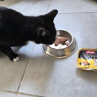 photo de livraison pour Association Chats Errants Val de Nièvre