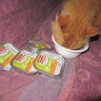 photo de livraison pour Jardin des Chats