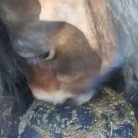 photo de livraison pour Les Crins de la Lande