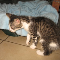 photo de livraison pour Jardin des Chats