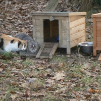 photo de livraison pour Adoption Féline Estuaire