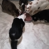 photo de livraison pour Boule de Poils
