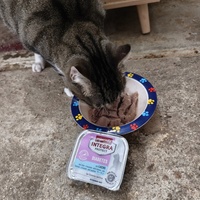 photo de livraison pour NAE-NUTTI - Les chats de la maison brûlée