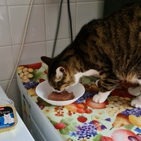 photo de livraison pour École du chat libre du Bocage bressuirais