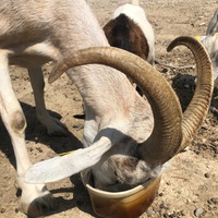 photo de livraison pour La Ferme des Zanimobiles