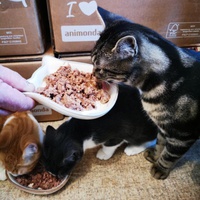 photo de livraison pour Les Chats Libres de Joinville