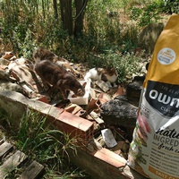 photo de livraison pour Le Chatlanquais