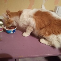 photo de livraison pour Les Chats de la Rue