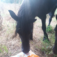 photo de livraison pour Happy Horse Day