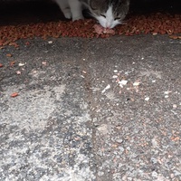 photo de livraison pour Chats cerbériens