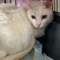 photo de livraison pour Association Nos Amis Nos Animaux