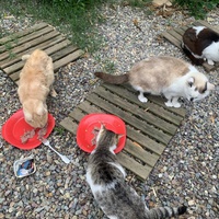 photo de livraison pour Les chats de chez nous