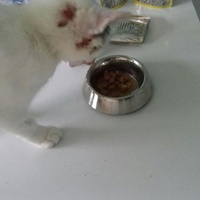 photo de livraison pour Les Chats de la Rue