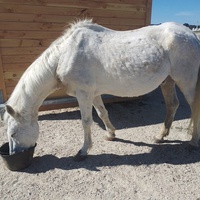 photo de livraison pour Equi-Libre : Droit à la Retraite Equine