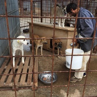 photo de livraison pour Save & Hope for Dogs