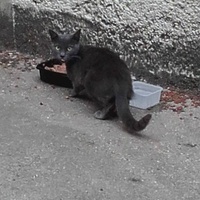 photo de livraison pour Sous l'Aile de Bastet