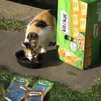 photo de livraison pour Jardin des Chats