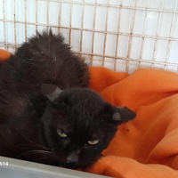 photo de livraison pour Chats Libres de Béziers