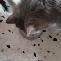 photo de livraison pour Chats Grains d'Amour