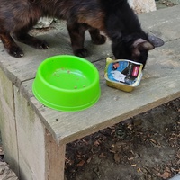photo de livraison pour Les Chats Libres d'Estagel