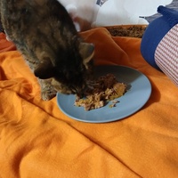 photo de livraison pour Les chats de chez nous