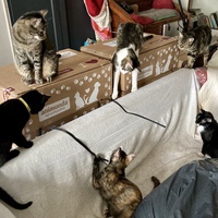 photo de livraison pour Association C.A.T.S. Chat Animal Terrien Solidarité
