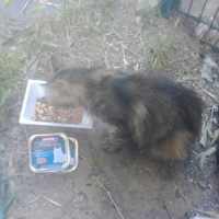 photo de livraison pour Les Chats-Pitresdelavi-Ste