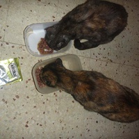 photo de livraison pour Au Rendez-vous des Animaux