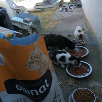 photo de livraison pour L'Ecole du Chat Istreen