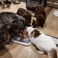 photo de livraison pour Les Chats de Cooper