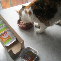 photo de livraison pour Au Bonheur des Chats Libres