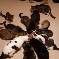 photo de livraison pour Pour l'Amour des Chats