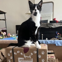 photo de livraison pour Association C.A.T.S. Chat Animal Terrien Solidarité