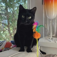 photo de livraison pour Clan du chat libre