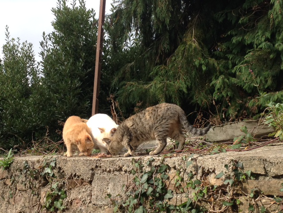 Chats Sans Toi Chats Sans Toi Animal Webaction