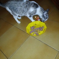 photo de livraison pour Les chats de chez nous