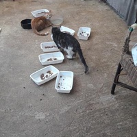 photo de livraison pour Une vie, Un chat