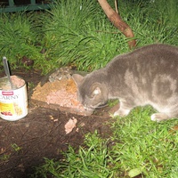 photo de livraison pour Chat Libre de l'Ile du Ramier