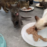 photo de livraison pour Association Des  Chats  De Hyeres