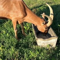 photo de livraison pour 4 Sabots et un Fer