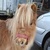 photo animal