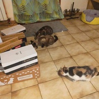 photo de livraison pour Le Souffle de Bastet
