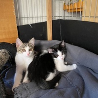 photo de livraison pour Les chats Port-Saint-Louisiens