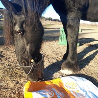 photo de livraison pour Happy Horse Day