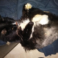 photo de livraison pour Protect Cat